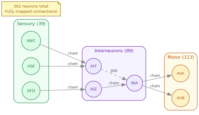 diagram-c-elegans-connectome.png